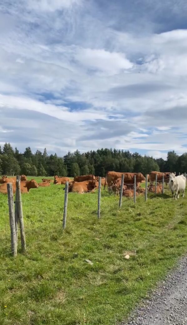 Håkkådalen 5